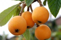 為何果蔬在氣調(diào)庫比在保鮮庫的保鮮期更長口感更好？